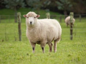 Lire la suite à propos de l’article Compostage du fumier de mouton : comment composter le fumier de mouton pour le jardin