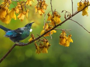 Lire la suite à propos de l’article Faits sur l'arbre Kowhai : En savoir plus sur la plantation d'un arbre Kowhai