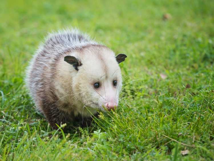Lire la suite à propos de l’article Contrôle des opossums : comment piéger les opossums