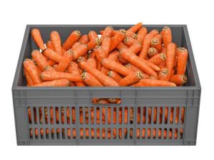 Lire la suite à propos de l’article Conserver les carottes pour l'hiver – Comment conserver les carottes dans le sol