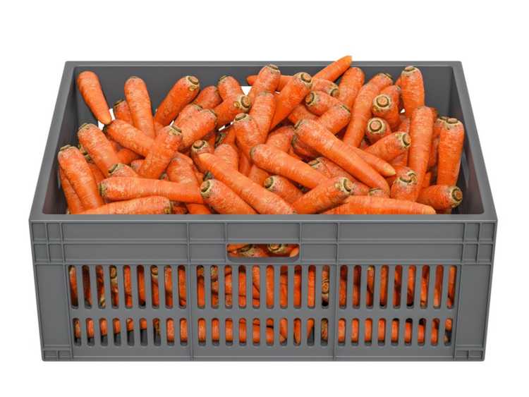 You are currently viewing Conserver les carottes pour l'hiver – Comment conserver les carottes dans le sol