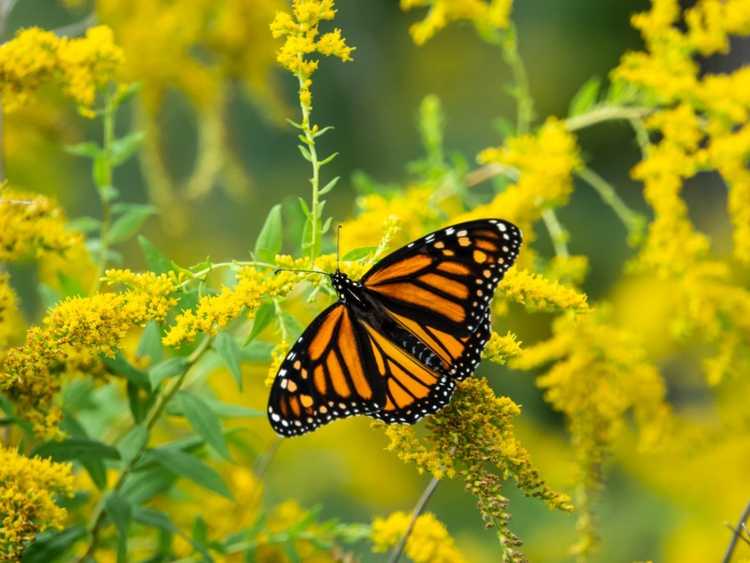 Lire la suite à propos de l’article Jardin des pollinisateurs du sud – Cultiver un jardin de pollinisateurs dans le sud