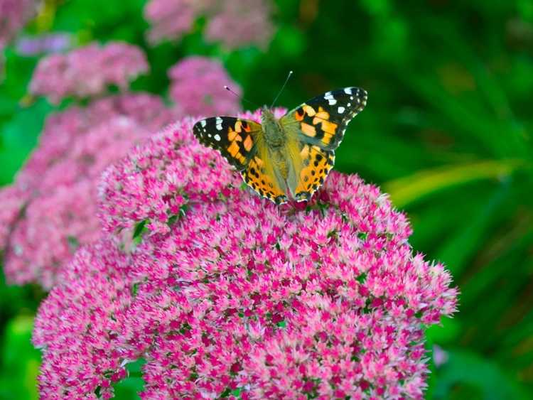 You are currently viewing Jardin des pollinisateurs d'automne : aidez les pollinisateurs avec les plantes pollinisatrices à floraison tardive