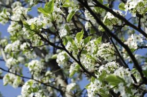 Lire la suite à propos de l’article Informations sur la poire Cleveland Select : Entretien de la poire à fleurs 'Cleveland Select'