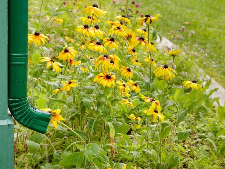 You are currently viewing Potager de descente pluviale – Planter un potager d’eau de pluie