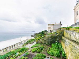 Lire la suite à propos de l’article Potager de bord de mer : conseils pour cultiver des légumes sur la côte