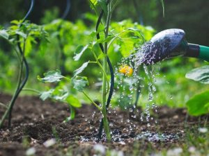 Lire la suite à propos de l’article Meilleur moment pour arroser les plantes – Quand dois-je arroser mon potager ?