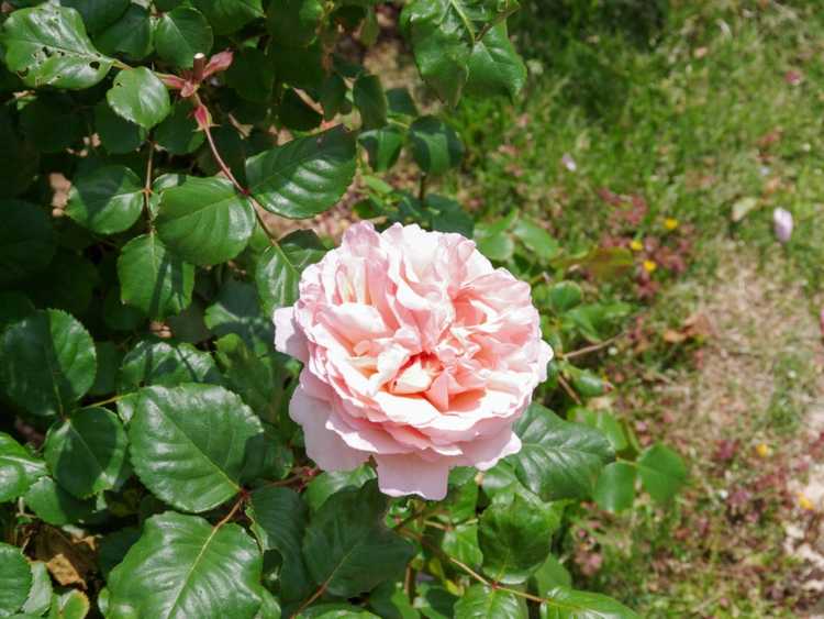 You are currently viewing Planter des rosiers – Instructions étape par étape pour planter un rosier