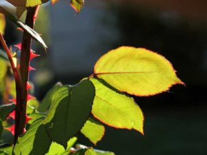 Lire la suite à propos de l’article Pas de floraison sur les roses – Pourquoi une rose ne fleurit pas