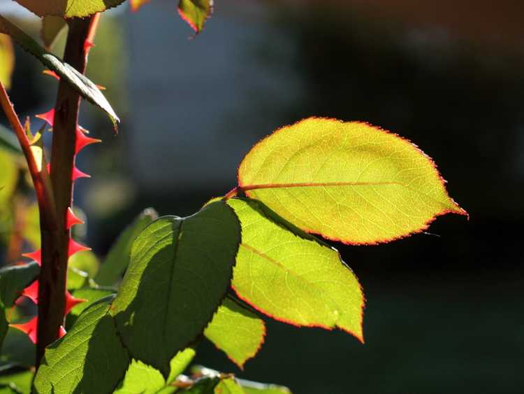 You are currently viewing Pas de floraison sur les roses – Pourquoi une rose ne fleurit pas