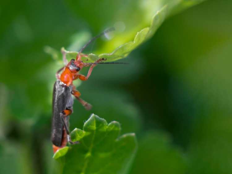 Lire la suite à propos de l’article Les coléoptères soldats sont-ils bons ou mauvais – Attirer les coléoptères soldats dans le jardin