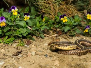 Lire la suite à propos de l’article Se débarrasser des serpents de jardin – Comment garder les serpents hors du jardin pour de bon