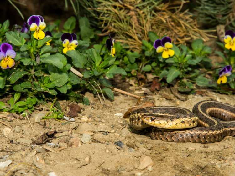 You are currently viewing Se débarrasser des serpents de jardin – Comment garder les serpents hors du jardin pour de bon