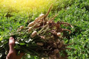 Lire la suite à propos de l’article Que sont les grappes d'arachides : découvrez les plantes d'arachides en grappes