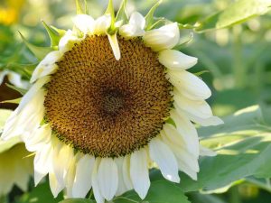 Lire la suite à propos de l’article Cultiver des tournesols blancs – Découvrez les variétés de tournesols blancs