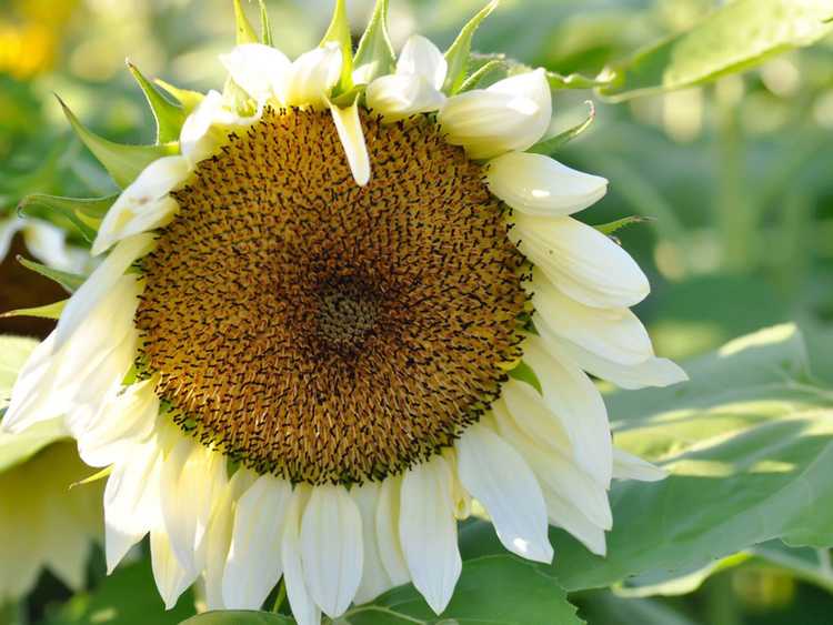 You are currently viewing Cultiver des tournesols blancs – Découvrez les variétés de tournesols blancs