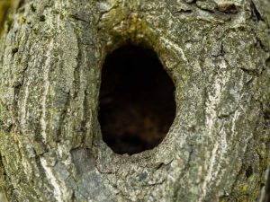 Lire la suite à propos de l’article Remplissage des trous dans les troncs d'arbres : comment colmater un trou dans un tronc d'arbre ou un arbre creux