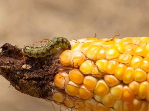 Lire la suite à propos de l’article Contrôle du ver de l'épi du maïs – Conseils pour prévenir les vers de l'épi du maïs