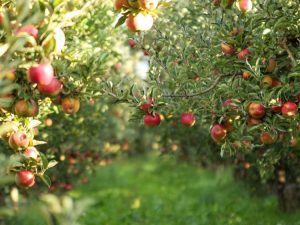 Lire la suite à propos de l’article Entretien du pommier : quand et comment tailler un pommier