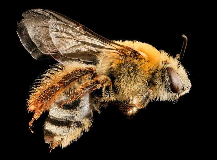 You are currently viewing Informations sur les abeilles de courge : les abeilles de courge sont-elles bonnes à avoir dans le jardin