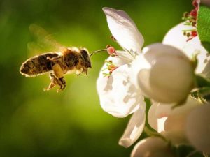 Lire la suite à propos de l’article Plantes pour les pollinisateurs : découvrez les plantes respectueuses des pollinisateurs