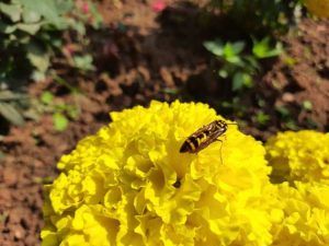 Lire la suite à propos de l’article Les soucis repoussent-ils les abeilles : découvrez les soucis et les abeilles