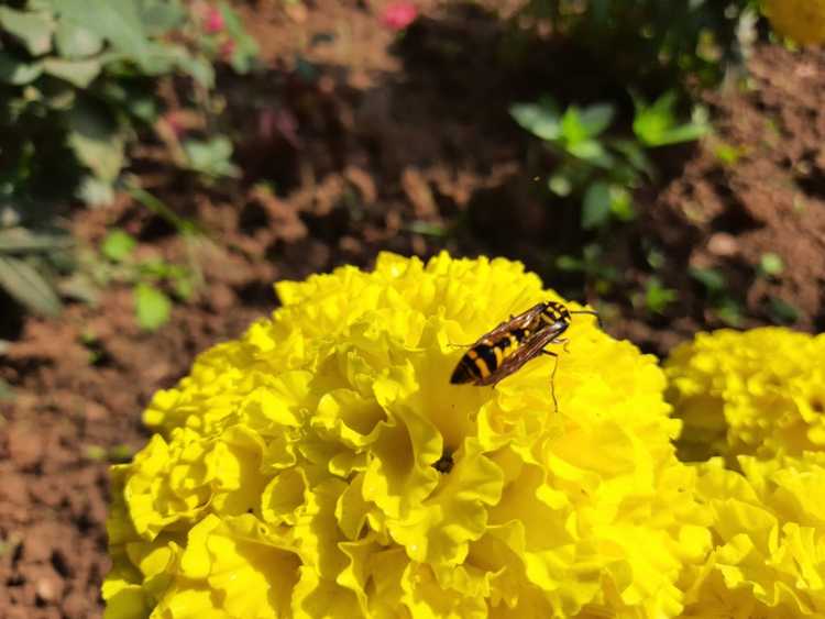 You are currently viewing Les soucis repoussent-ils les abeilles : découvrez les soucis et les abeilles