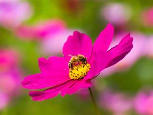 Lire la suite à propos de l’article Plantes de jardin pollinisateurs roses : fleurs roses qui attirent les abeilles et les papillons