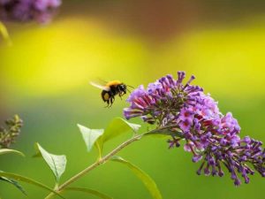 Lire la suite à propos de l’article Plantes pollinisatrices tolérantes à la sécheresse – Attirez les abeilles avec des plantes indigènes