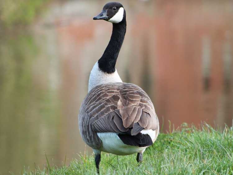 You are currently viewing Contrôle des bernaches du Canada : comment garder les oies hors du jardin