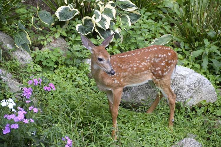 You are currently viewing Accueillir la faune dans le jardin : comment créer un jardin animalier