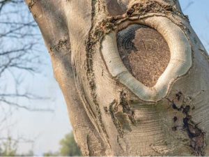 Lire la suite à propos de l’article Soins et causes des blessures aux arbres : comprendre les types de blessures aux arbres