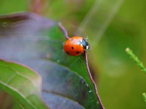 Lire la suite à propos de l’article Conseils pour attirer les coccinelles dans votre jardin