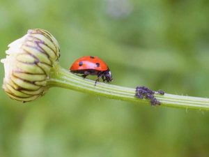 Lire la suite à propos de l’article Lutte naturelle contre les parasites dans un jardin biologique