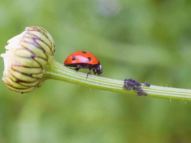 Lire la suite à propos de l’article Lutte naturelle contre les parasites dans un jardin biologique