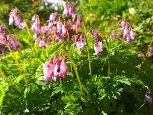 Lire la suite à propos de l’article Plantes pour jardins boisés : idées et conseils pour créer un jardin boisé