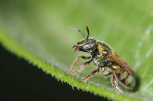 Lire la suite à propos de l’article Abeilles sudoripares dans les jardins – Conseils pour contrôler les abeilles sudoripares