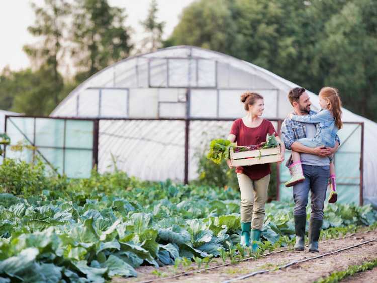 You are currently viewing Conseils et idées pour les petites exploitations agricoles – Comment démarrer une petite ferme