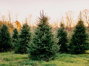 Lire la suite à propos de l’article Cultivez un arbre de Noël à la maison – Commencez par un semis ou plantez un arbre vivant