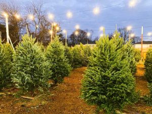 Lire la suite à propos de l’article Choisir un sapin de Noël : comparez les variétés et vérifiez la fraîcheur