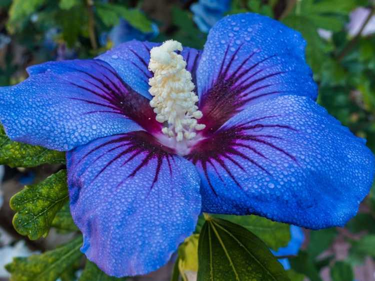 Lire la suite à propos de l’article Existe-t-il un hibiscus bleu : comment faire pousser de l'hibiscus bleu dans les jardins