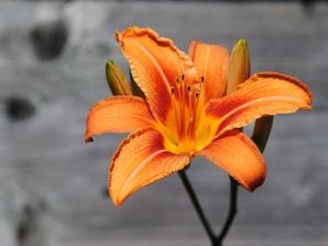 Lire la suite à propos de l’article Plantes à fleurs orange : comment concevoir un jardin orange