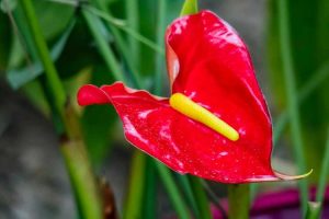 Lire la suite à propos de l’article Plantes d'intérieur rouges – Quelles plantes d'intérieur ont une fleur rouge
