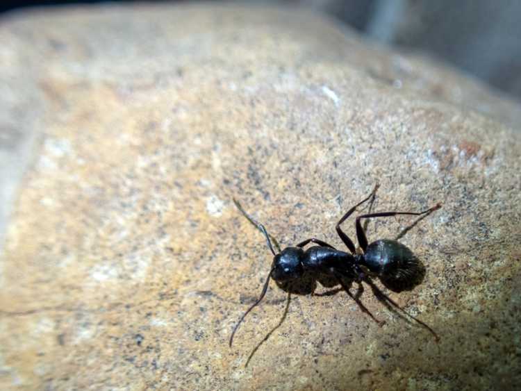 Lire la suite à propos de l’article Comment puis-je me débarrasser des fourmis charpentières : remèdes maison contre les fourmis charpentières