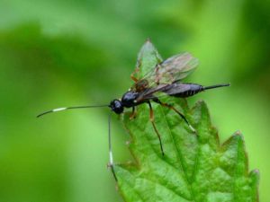 Lire la suite à propos de l’article Informations sur les guêpes parasites – Utilisation de guêpes parasites dans les jardins