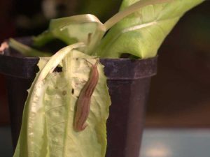 Lire la suite à propos de l’article Limaces mangeant des plantes en pot : protéger les plantes en pot des limaces