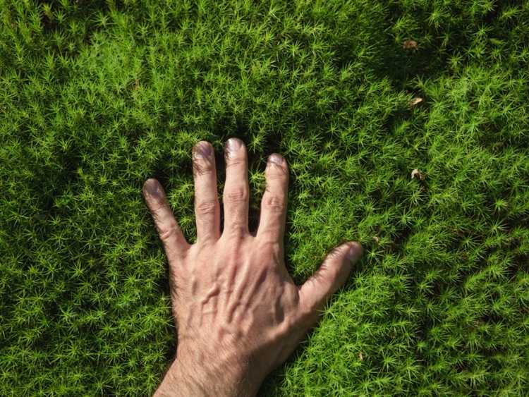 You are currently viewing Moss Gardens – Conseils pour faire pousser de la mousse dans votre jardin