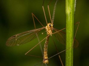 Lire la suite à propos de l’article Que sont les mouches des grues : informations sur les mouches des grues et les dommages à la pelouse