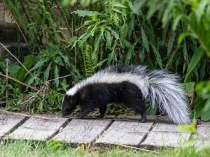 Lire la suite à propos de l’article Conseils pour observer la faune en toute sécurité : profiter de la faune dans le jardin