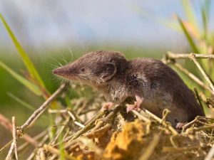 Lire la suite à propos de l’article Musaraignes dans le jardin : le contrôle des musaraignes est-il nécessaire